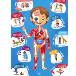 Maletin Puzzle Cuerpo Humano